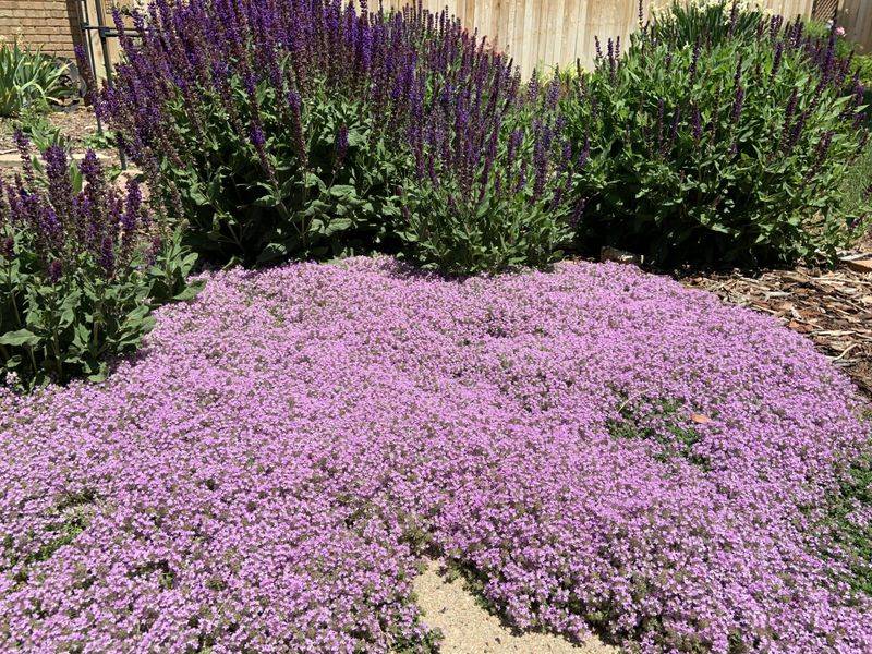 Established Plants Handle Dry Sunny Conditions Well Established Plants Handle Dry Sunny Conditions Well