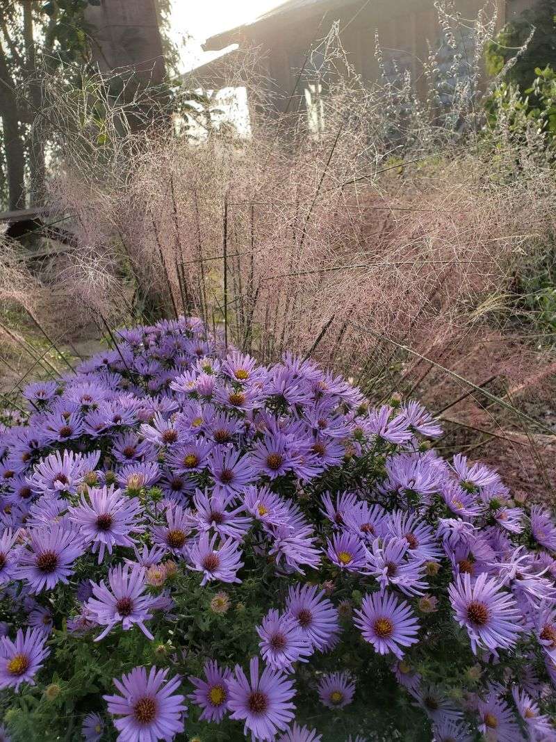 Established Plants Handle Summer Dryness Well