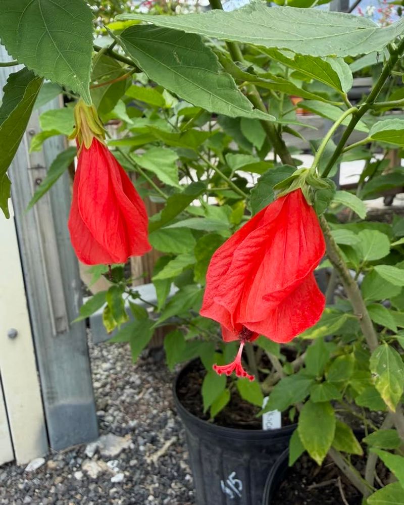 Established Plants Need Very Little Attention