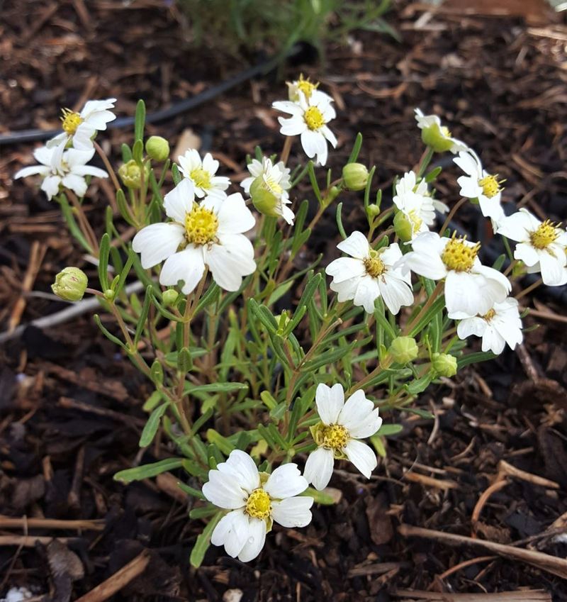 Established Plants Need Very Little Care