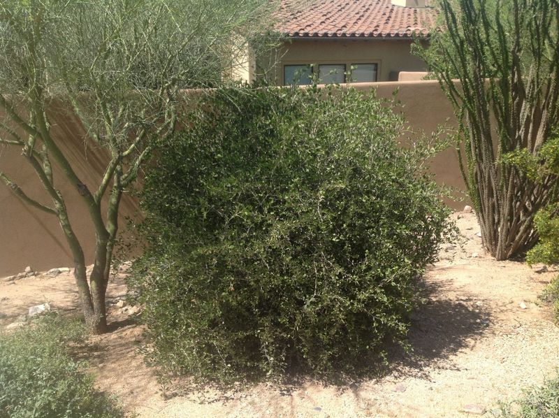 Established Plants Need Very Little Extra Water