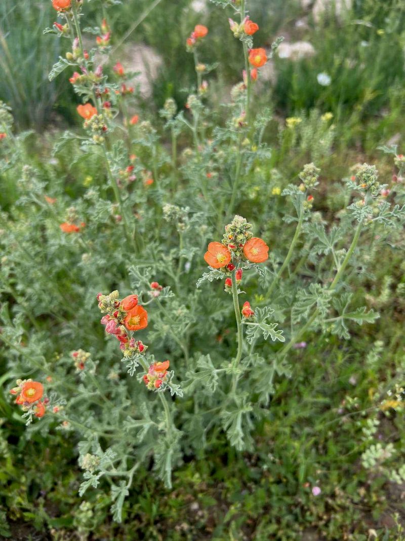 Established Plants Need Very Little Extra Water