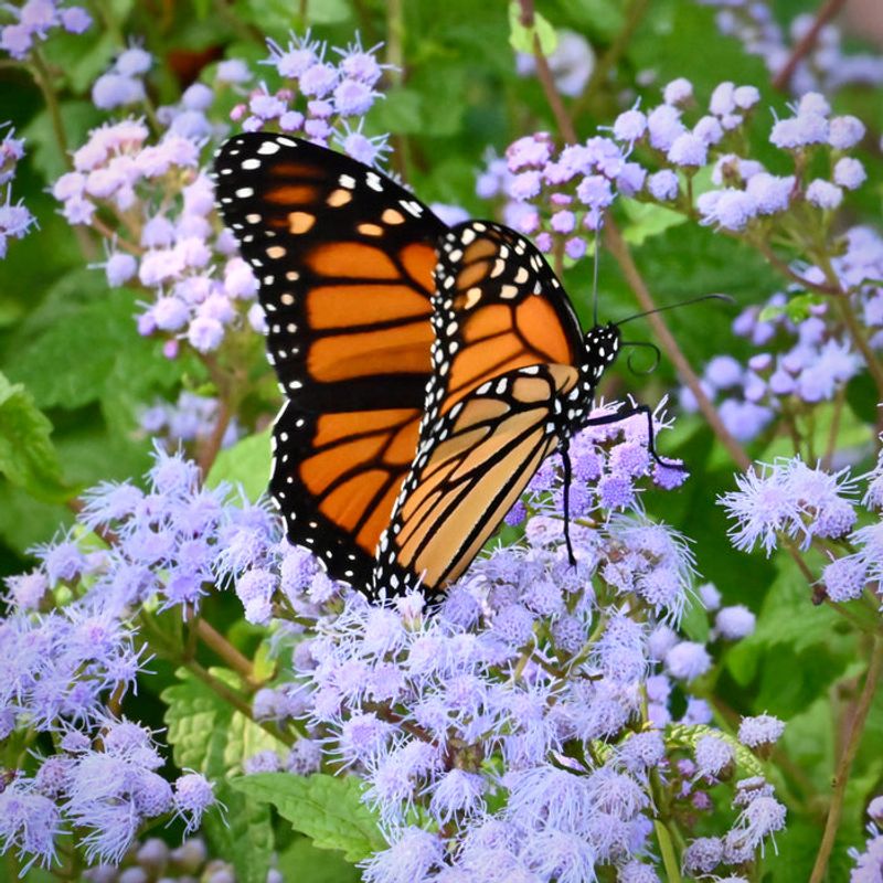 Established Plants Need Very Little Extra Water Established Plants Need Very Little Extra Water