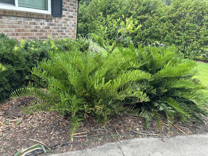 Established Plants Rarely Need Help From The Hose Established Plants Rarely Need Help From The Hose