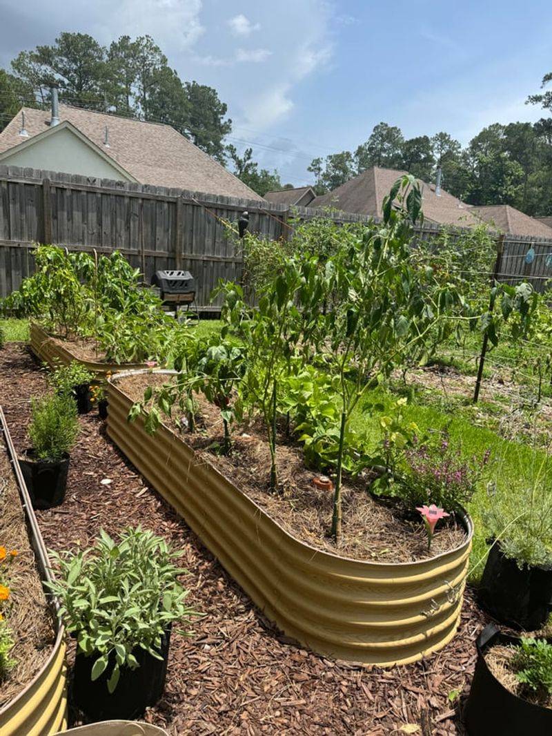 Established Plants Rely On Deeper Roots