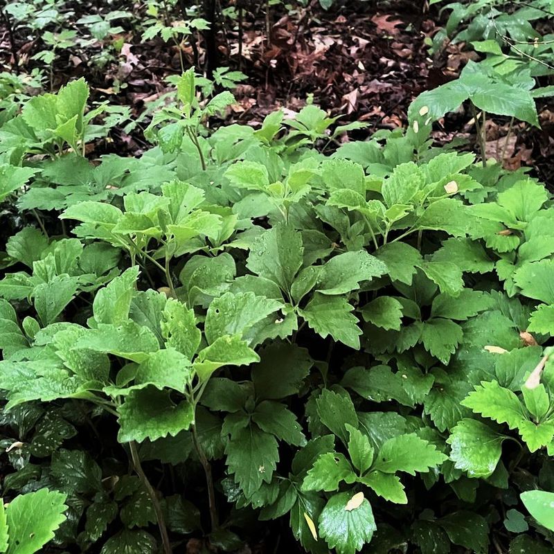 Established Plants Require Little Maintenance Established Plants Require Little Maintenance