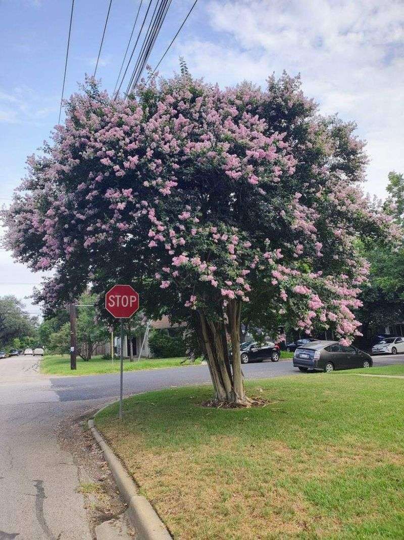 Established Roots Help Trees Handle Texas Dry Spells Established Roots Help Trees Handle Texas Dry Spells