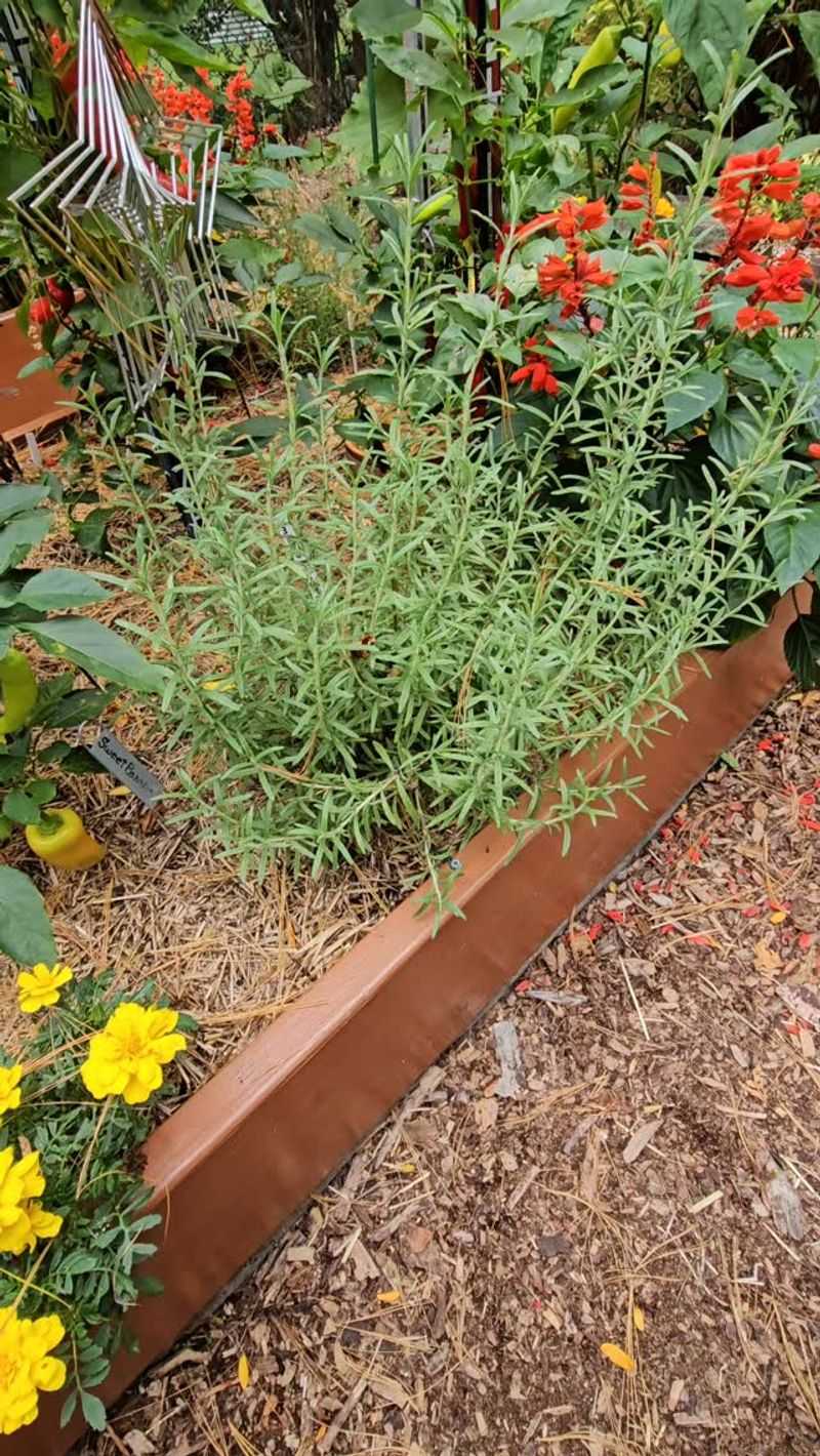 Established Rosemary Can Keep Producing Into Fall