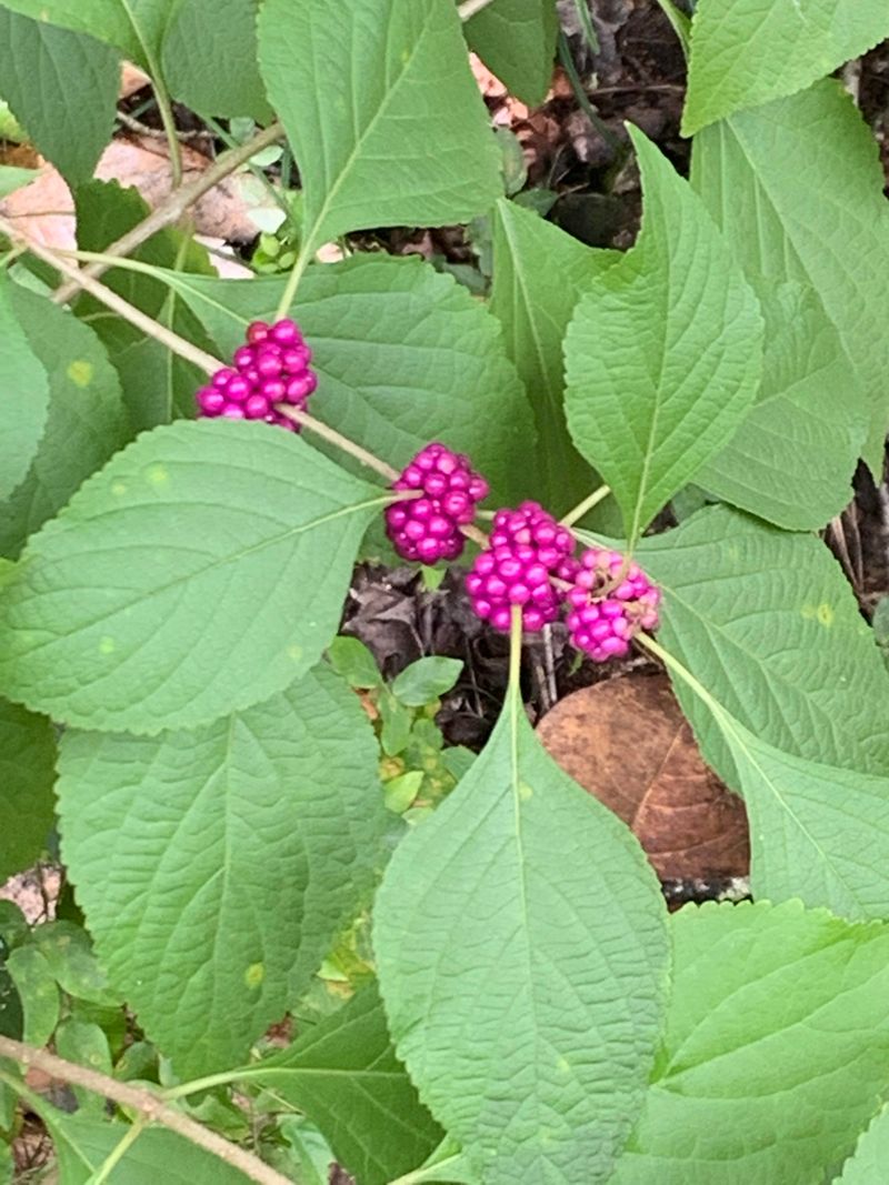 Established Shrubs Handle August Heat With Less Fuss Established Shrubs Handle August Heat With Less Fuss