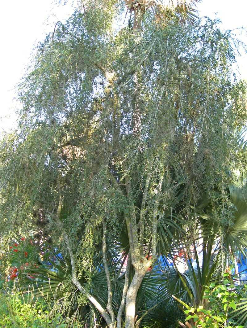 Established Trees Ask For Less Water Than A Willow