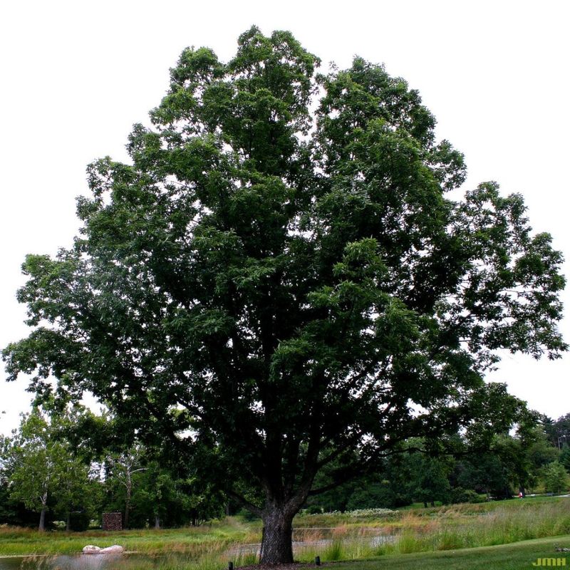 Established Trees Can Handle Considerable Drought