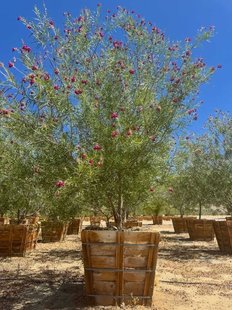 Established Trees Need Less Frequent Watering Established Trees Need Less Frequent Watering