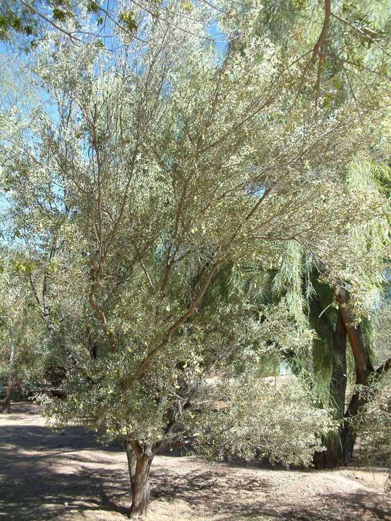Established Trees Need Little Extra Water