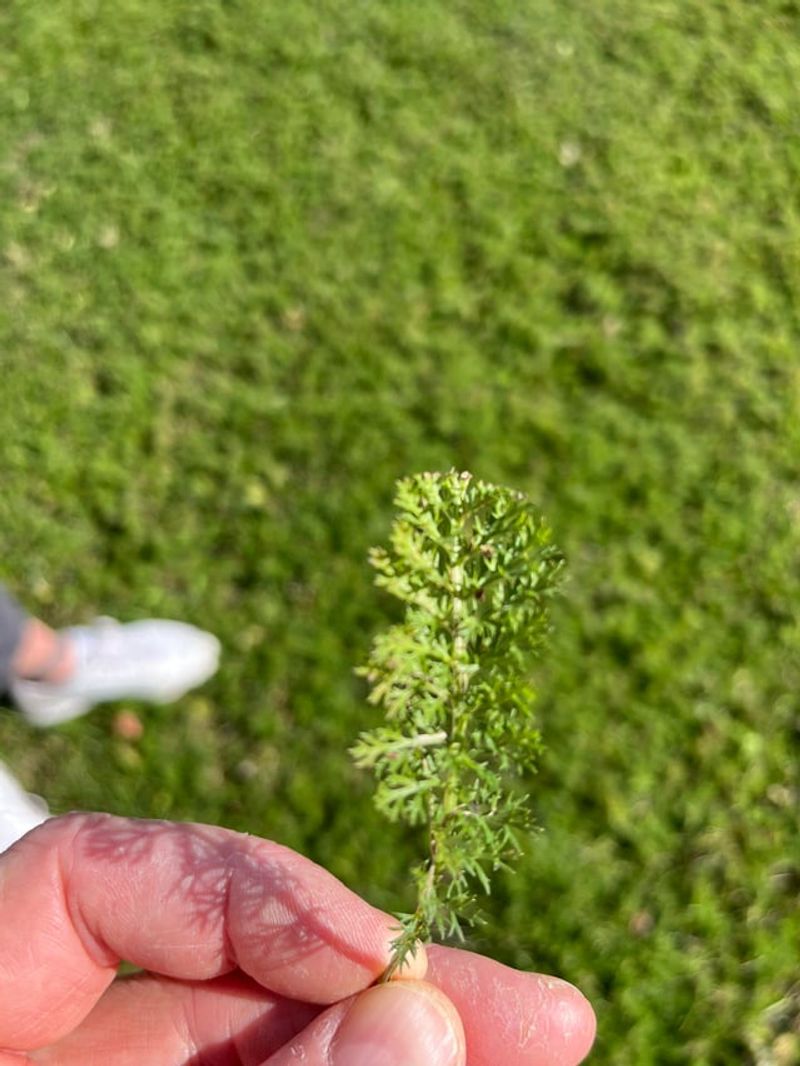 Established Yarrow Needs Much Less Frequent Watering