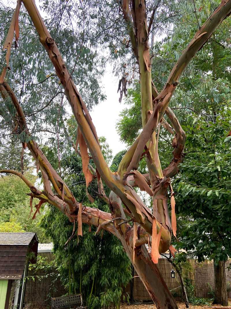 Eucalyptus Dropping Bark That Burns Fast Eucalyptus Dropping Bark That Burns Fast