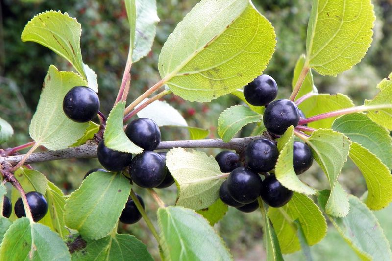 European Buckthorn Can Build Dense Thickets From Bird Spread Fruit