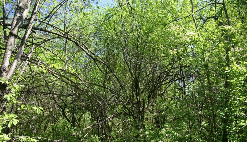 European Buckthorn Crowds Into Woodland Edges