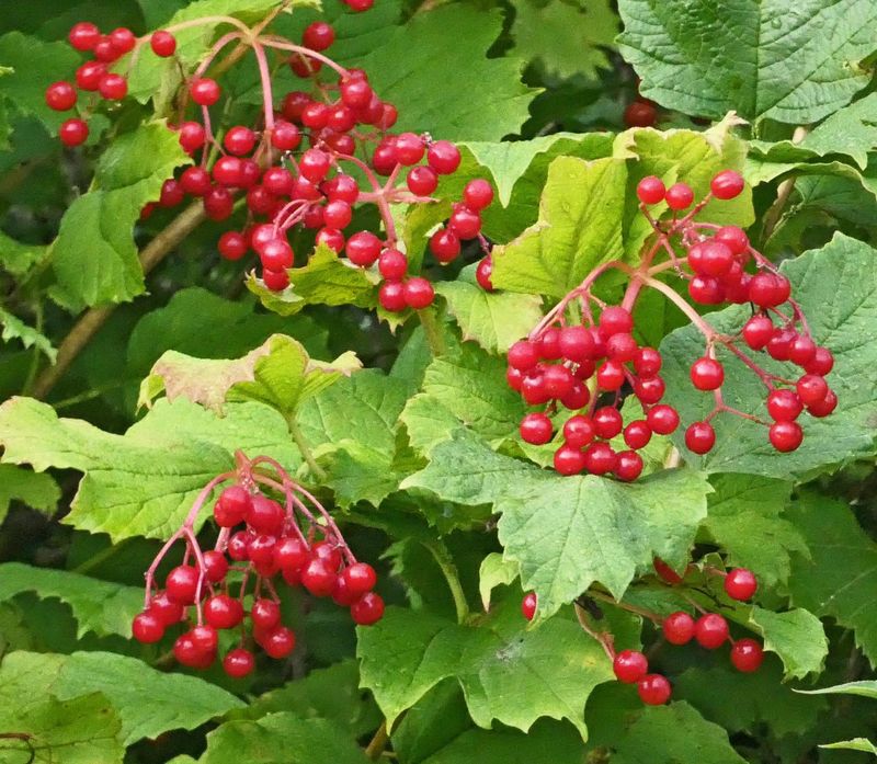 European Cranberrybush: Look Beyond The Red Berries European Cranberrybush: Look Beyond The Red Berries