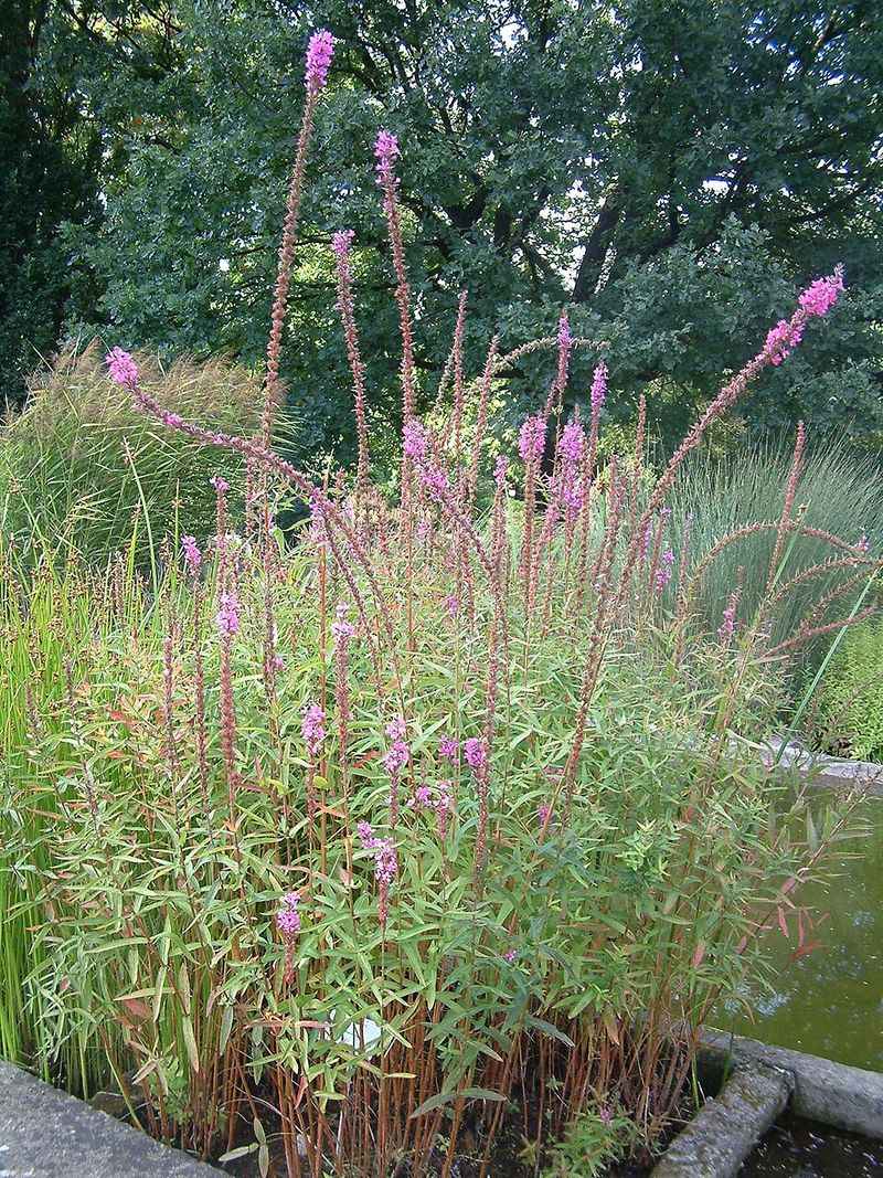 European Wand Loosestrife Lost Its Garden Center Pass