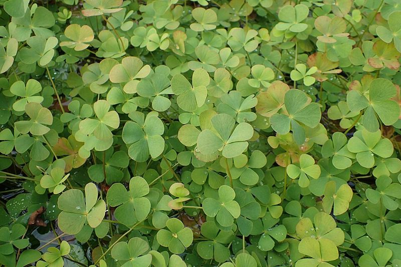 European Water Clover Became A Regulated Aquatic