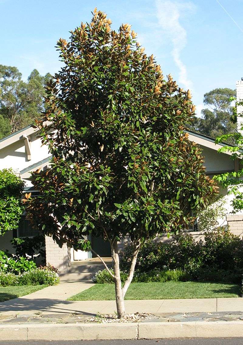 Even A Smaller Magnolia Needs More Underground Room Than It Looks Even A Smaller Magnolia Needs More Underground Room Than It Looks
