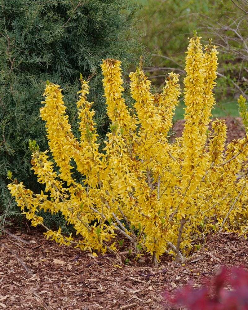 Even Light Trimming Can Cost Blooms