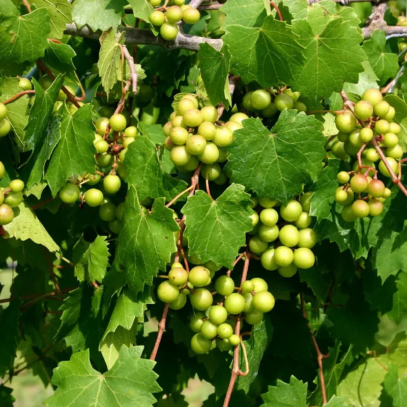 Even Moisture Helps Fruit Ripen Evenly Even Moisture Helps Fruit Ripen Evenly