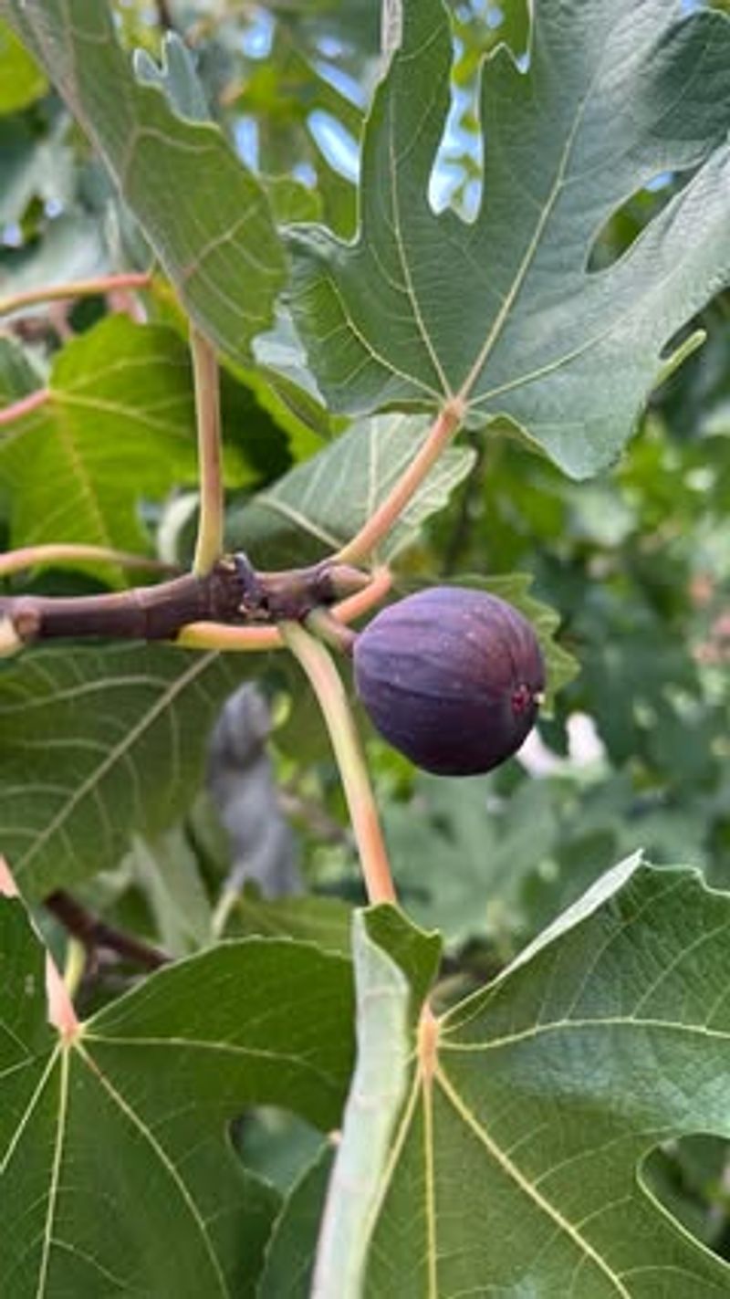Even Soil Moisture Helps Fruit Develop Normally