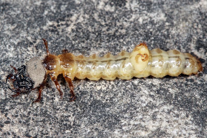 Even The Larvae Hunt From The Soil