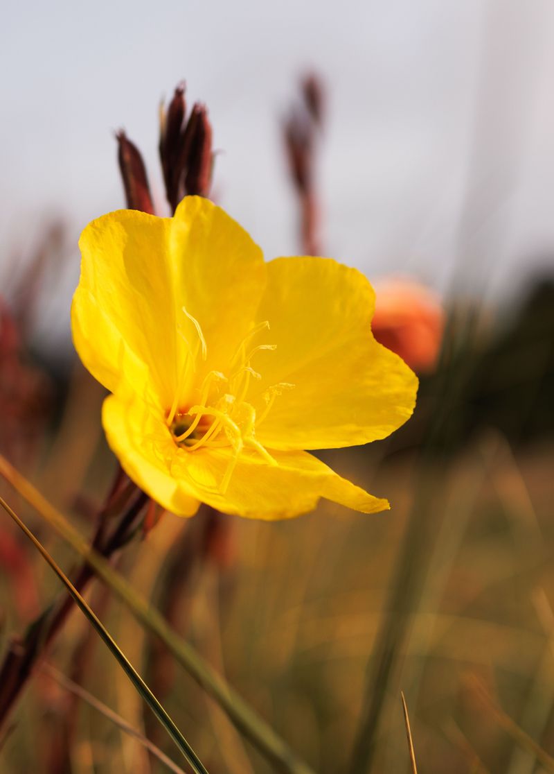 Evening Primrose Escapes Garden Boundaries Evening Primrose Escapes Garden Boundaries