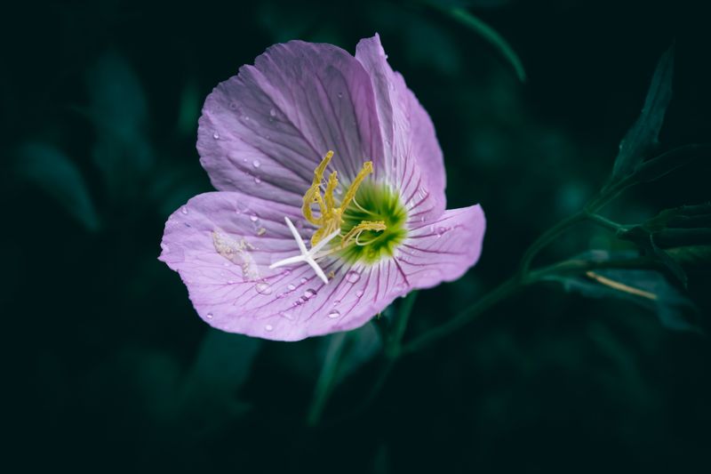Evening Primrose Opening After Sunset Evening Primrose Opening After Sunset