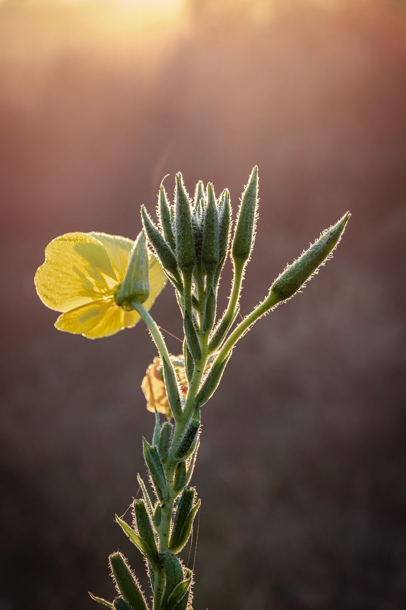 Evening Primrose Pops Up Unexpectedly