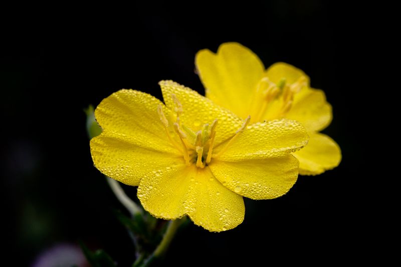 Evening Primrose Evening Primrose