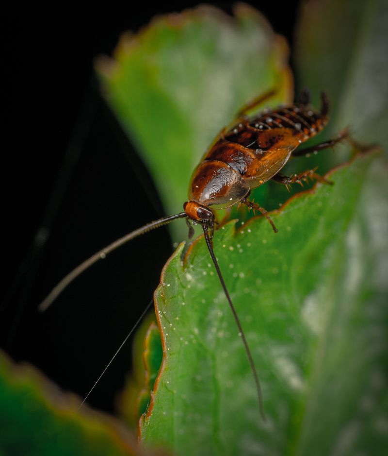 Evening Watering Leaves Moisture Roaches Seek Out