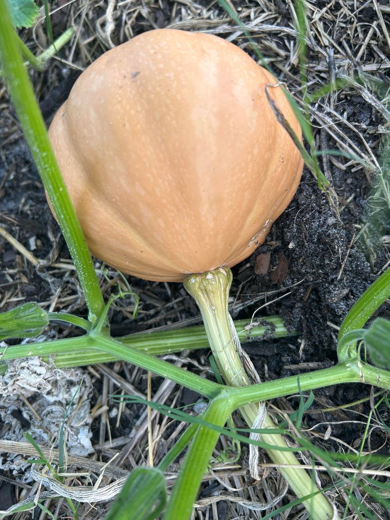 Everglades Seminole Pumpkin Everglades Seminole Pumpkin
