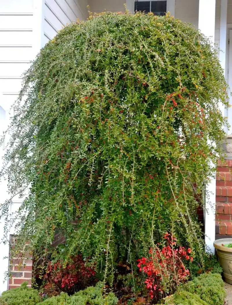 Evergreen Branches Keep The Yard From Going Bare