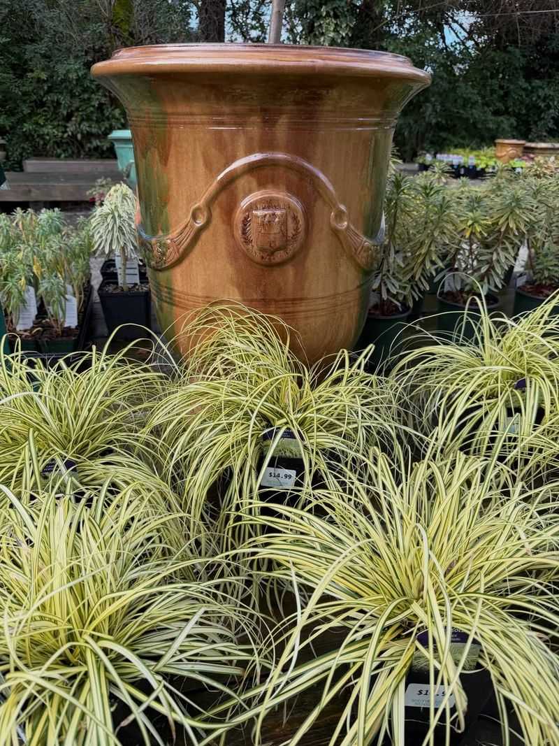Evergreen Carex Keeping Pots Lush Through Winter Evergreen Carex Keeping Pots Lush Through Winter