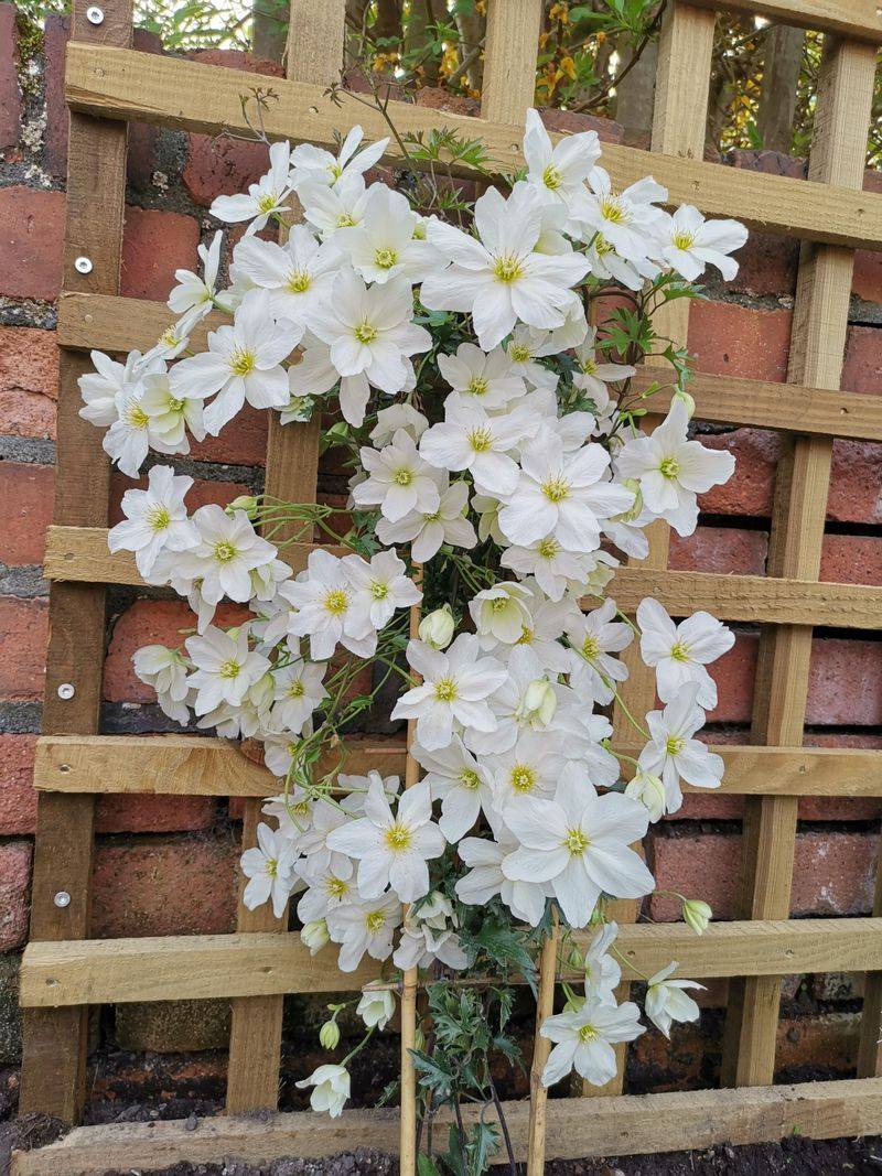 Evergreen Clematis Keeping Fences Covered Longer
