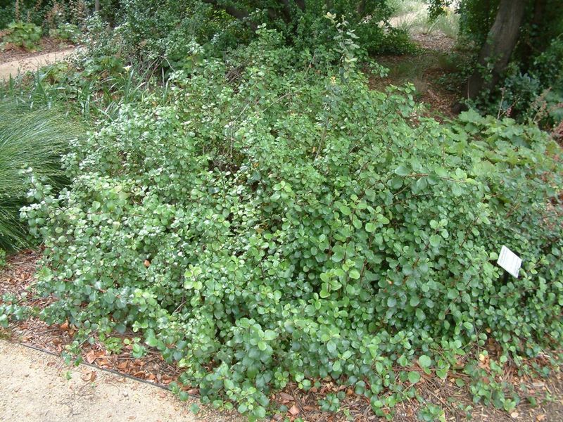 Evergreen Currant Spreading Into A Tough Living Mat Evergreen Currant Spreading Into A Tough Living Mat