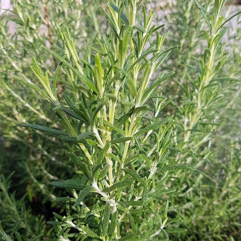 Evergreen Foliage Keeps The Entry Looking Full Year Round