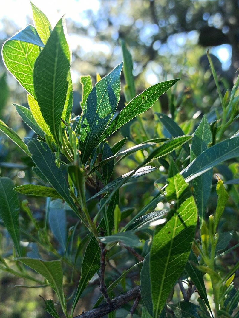Evergreen Foliage Offers Year-Round Coverage Evergreen Foliage Offers Year-Round Coverage