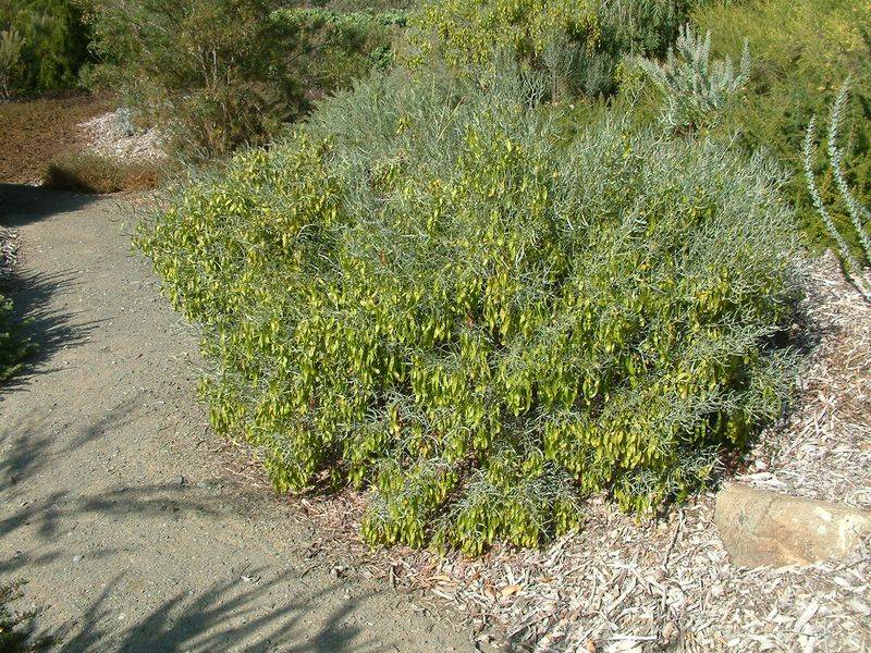Evergreen Foliage Provides Privacy Through The Year