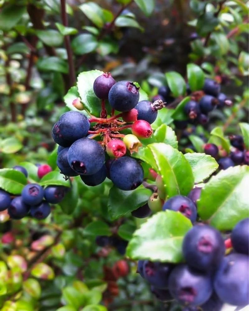 Evergreen Huckleberries Offer A Valuable Late-Season Snack