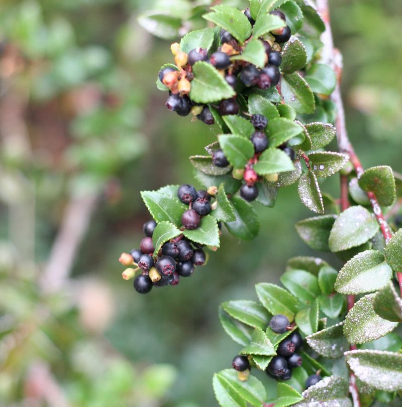Evergreen Huckleberry Can Be Shaped After Berry Season