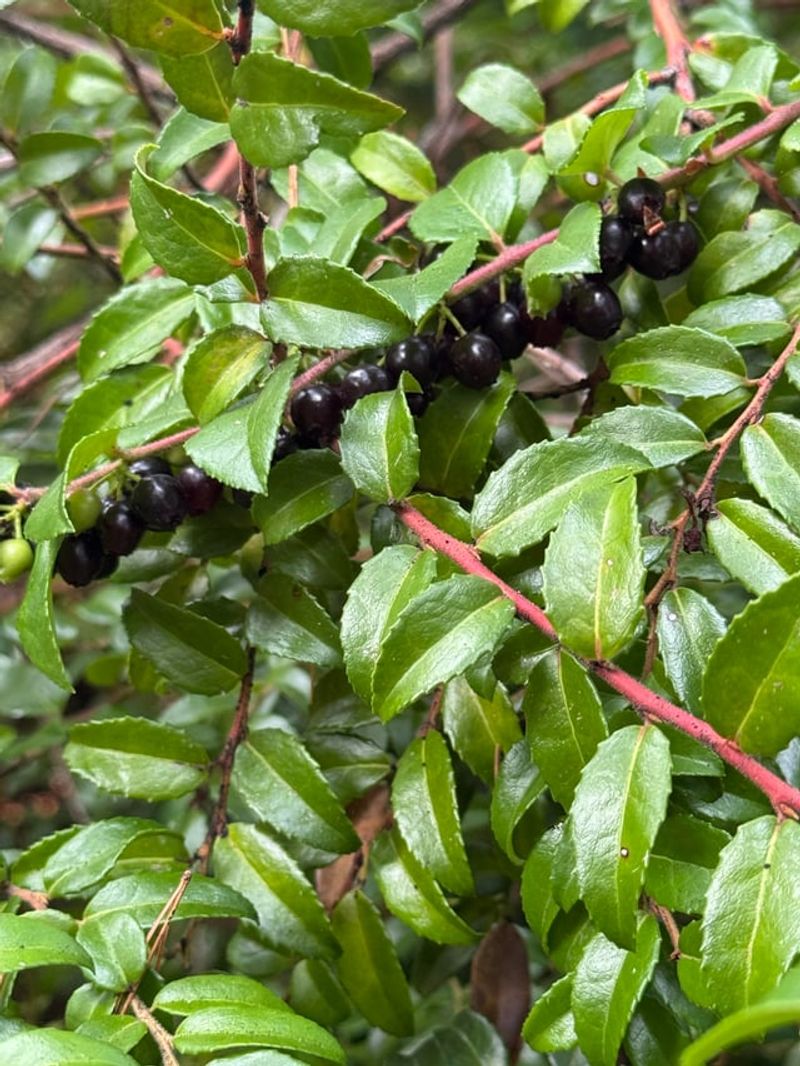 Evergreen Huckleberry Keeping Its Color Year-Round