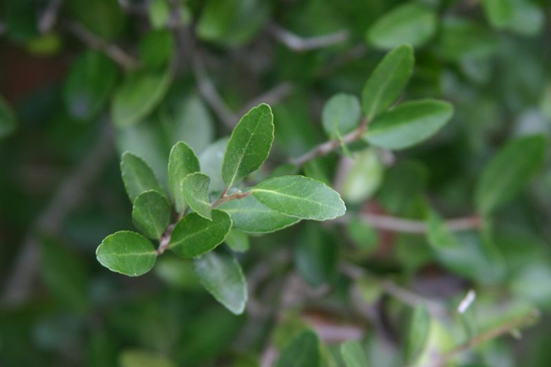 Evergreen Leaves Keep The Interior Hidden Year-Round Evergreen Leaves Keep The Interior Hidden Year-Round