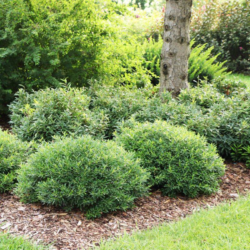 Evergreen Leaves Keep The Shrub Green All Year