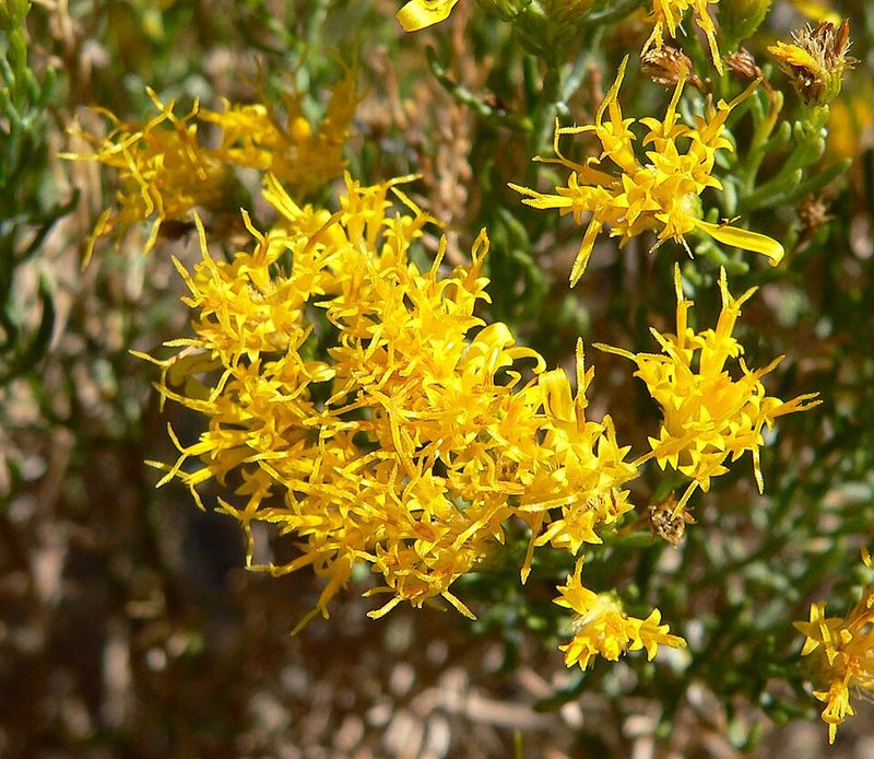 Evergreen Leaves Keep The Shrub Looking Full Evergreen Leaves Keep The Shrub Looking Full