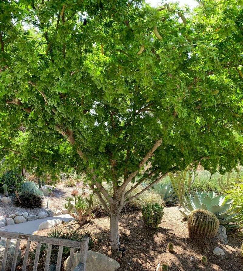 Evergreen Leaves Provide Shade Throughout The Year