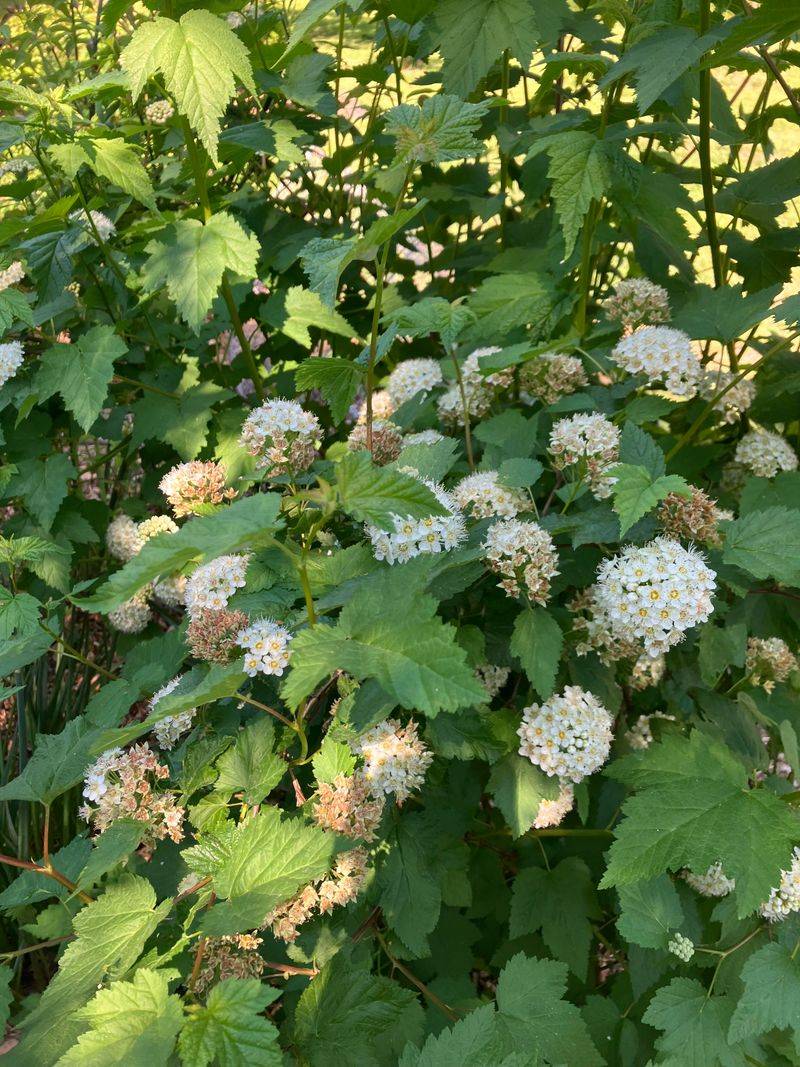 Evergreen Shrubs Keep Losing Water After Summer Ends